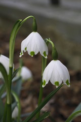 Fototapeta premium Märzglöckchen