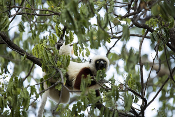 rare lemur Crowned Sifaka, Propithecus Coquerel, feeds on tree leaves, Ankarafantsika Reserve, Madagascar
