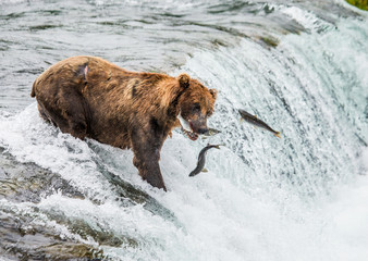 Brown bear catches a salmon in the river. USA. Alaska. Katmai National Park. An excellent illustration.