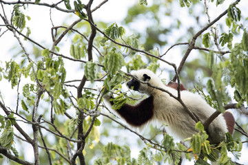 rare lemur Crowned Sifaka, Propithecus Coquerel, feeds on tree leaves, Ankarafantsika Reserve, Madagascar