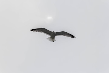 Seagulls fly over the ship, which sails on Norwegian fjord