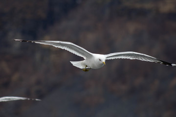Seagulls fly over the ship, which sails on Norwegian fjord