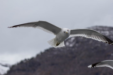 Seagulls fly over the ship, which sails on Norwegian fjord