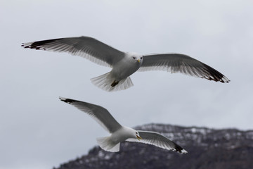 Seagulls fly over the ship, which sails on Norwegian fjord