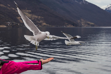 Seagulls fly over the ship, which sails on Norwegian fjord