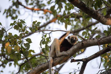 rare lemur Crowned Sifaka, Propithecus Coquerel, watching from a tree nearby, Ankarafantsika Reserve, Madagascar