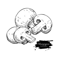 Champignon mushroom hand drawn vector illustration. Sketch food 
