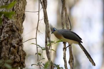 Crested coua, Coua cristata, is beautifully colored bird, reserve Tsingy Ankarana, Madagascar