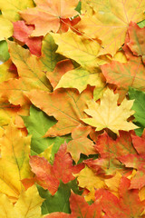 Naklejka na ściany i meble Autumn leafs background