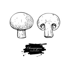 Champignon mushroom hand drawn vector illustration. Sketch food