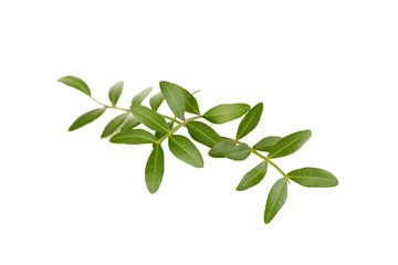 Fototapeta na wymiar Green leafs isolated on a white background