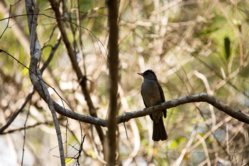 Malagasy bulbul, Hypsipetes madagascariensis, sitting on a branch,  reservations Tsingy, Ankarana, Madagascar