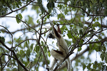 rare lemur Crowned Sifaka, Propithecus Coquerel, feeds on tree leaves, Ankarafantsika Reserve, Madagascar