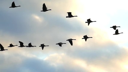 Flock of Canadian Geese flying silhouetted in the sunrise sky
