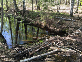 Naklejka premium beaver house (water-detention dam)