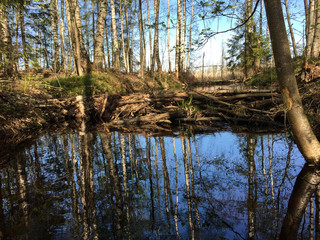 Obraz premium beaver house (water-detention dam)