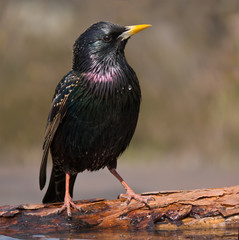 Common starling posing near a waterpond
