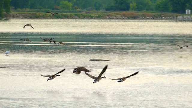 Flock of Canadian Geese flying low over river, slow motion.
