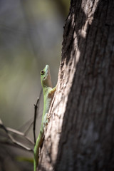 Madagascar day gecko, Phelsuma madagascariensis is emerald Madagascar, in the reserve Tsingy Ankarana, Madagascar