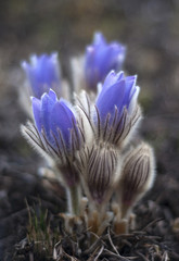Blue spring flowers pasque-flower.