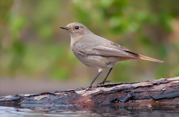 Black redstart female delicate figure