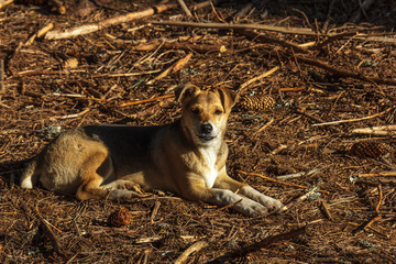 dog mongrel puppy
