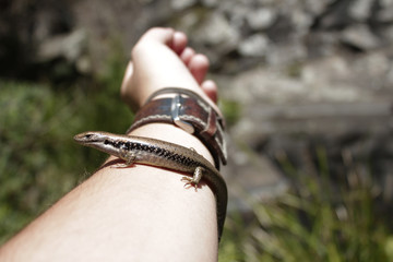 Eidechse auf Arm