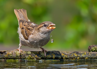 House sparrow drinking water with falling drops