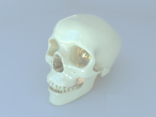 3D render of a human scull