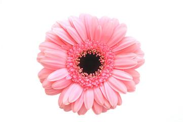 rosa Gerbera