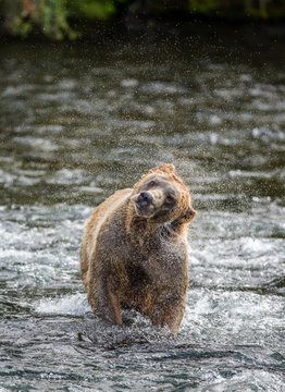 Brown bear shakes off water surrounded by splashes. USA. Alaska. Katmai National Park. An excellent illustration.