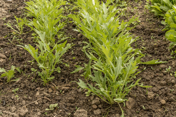 Asia Salat - Mizuna Early