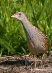 Corn crake walking through hay