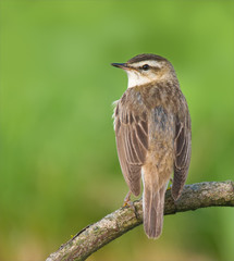 Sedge warbler graceful perching