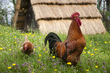 Rooster and chicken in the high green grass and flowers