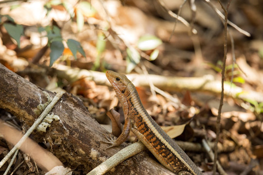 Madagascar girdled lizard, Zonosaurus madagascariensis lives on earth, reservations Tsingy, Ankarana, Madagascar