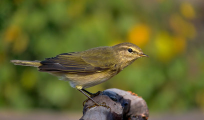 Common chiffchaff looking curiously