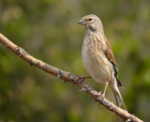 Common linnet posing on a spiny branch