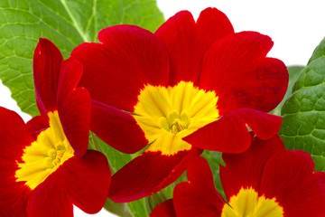 Red with yellow Primula