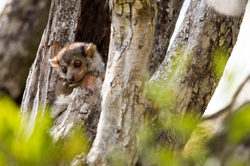 Obraz premium Ankaran Sportive Lemur, Lepilemur ankaranensis, a rare endemic lemur is nocturnal, , in the reserve Tsingy Ankarana, Madagascar
