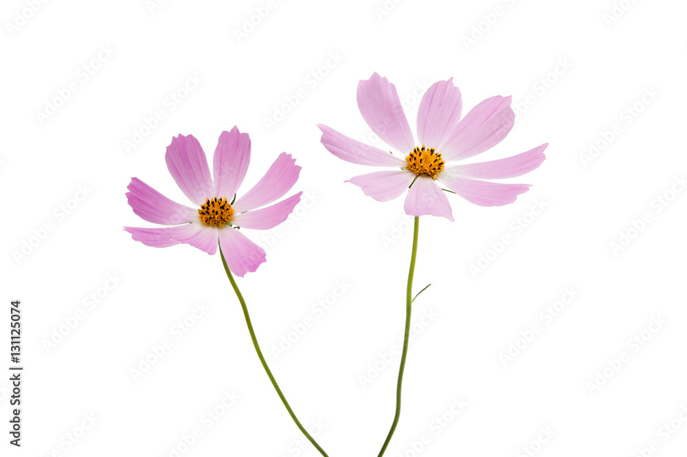 Wall mural cosmos flower isolated