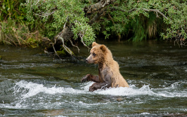 Naklejka na ściany i meble Young brown bear standing on hind paws in the water in the river. USA. Alaska. Katmai National Park. An excellent illustration.