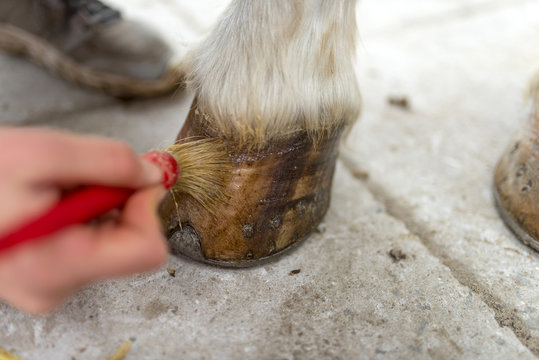 soin des pieds de son cheval