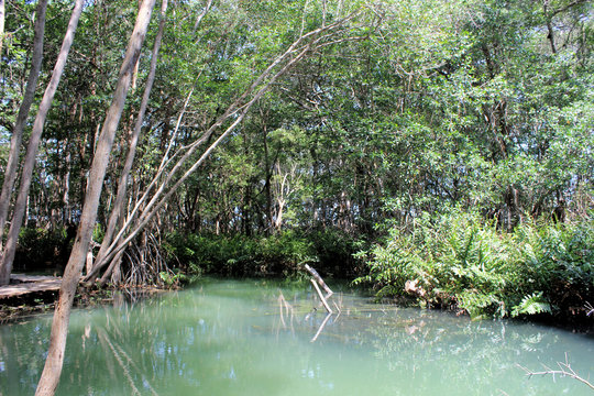 Natur In Celestun, Yucatan