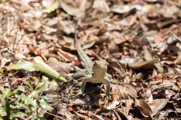 Madagascan collared iguana, Oplurus Cuvier, is abundant in the reserve Tsingy Ankarana, Madagascar