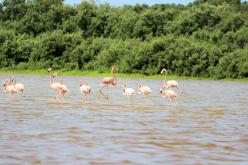 Naklejka premium Flamingos in Celestun, Mexiko