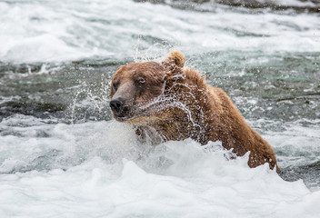 Brown bear shakes off water surrounded by splashes. USA. Alaska. Katmai National Park. An excellent illustration.