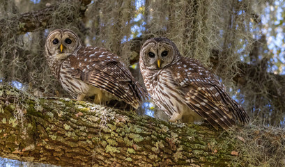 BARRED OWL PAIR