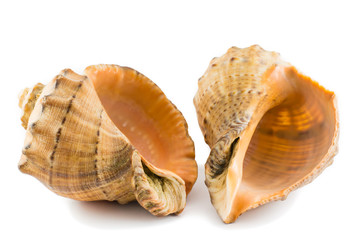 Две морские раковины на белом фоне