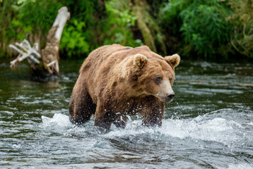Naklejka na ściany i meble Brown bear standing in the river. USA. Alaska. Katmai National Park. An excellent illustration.